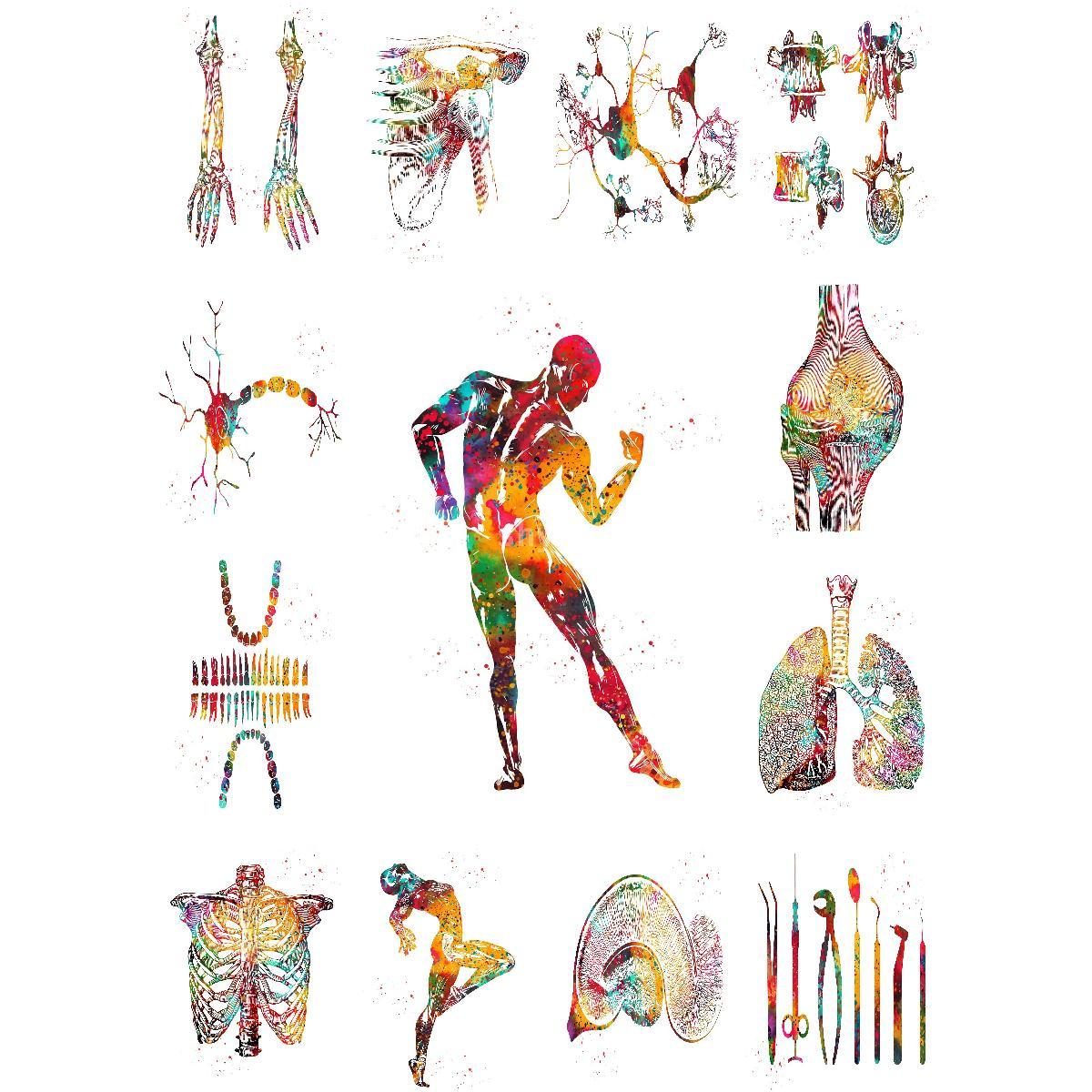 Interior Design Education - Plakat z anatomią budowy mięśni -